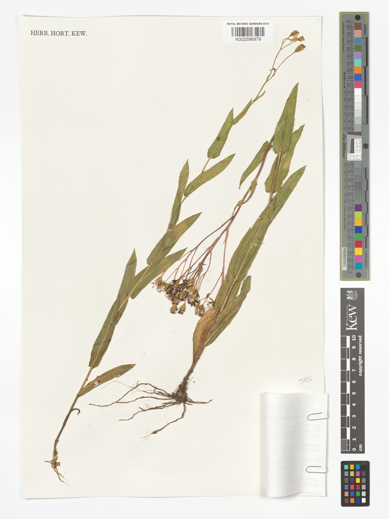 Senecio semiamplexifolius photo 5