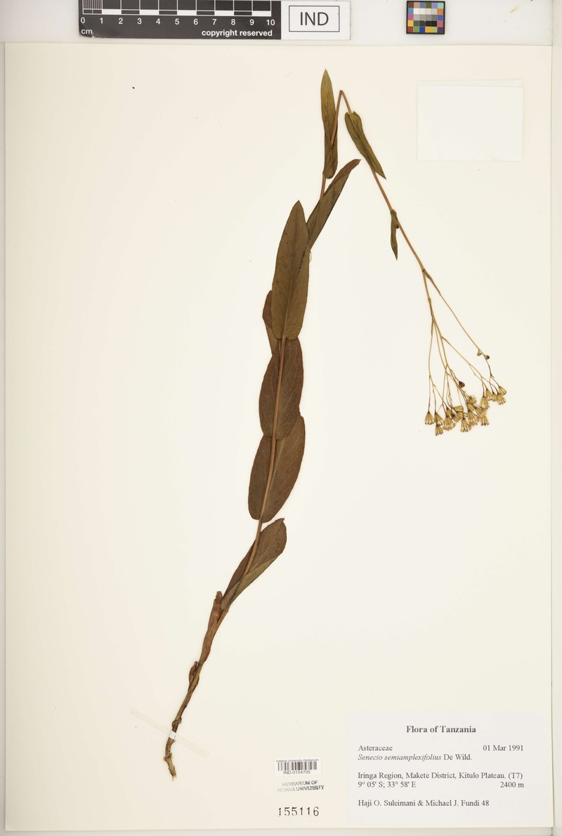Senecio semiamplexifolius photo 6