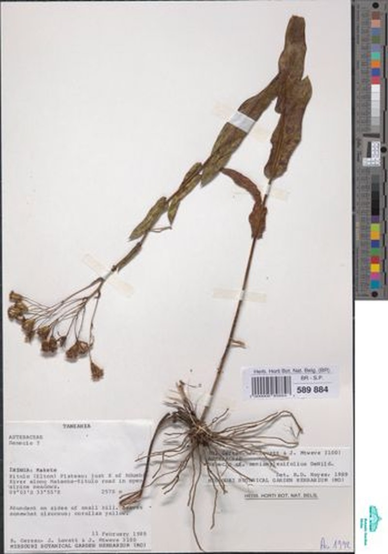 Senecio semiamplexifolius photo 8