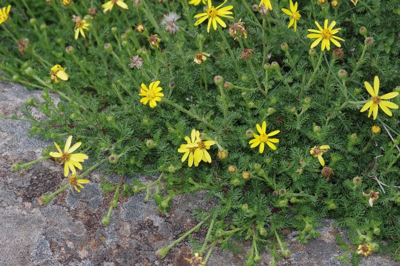 Senecio seminiveus