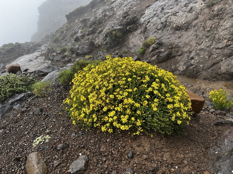 Senecio seminiveus photo 2
