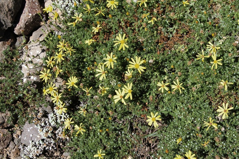Senecio seminiveus photo 3