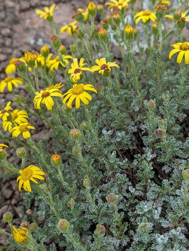 Senecio seminiveus photo 4