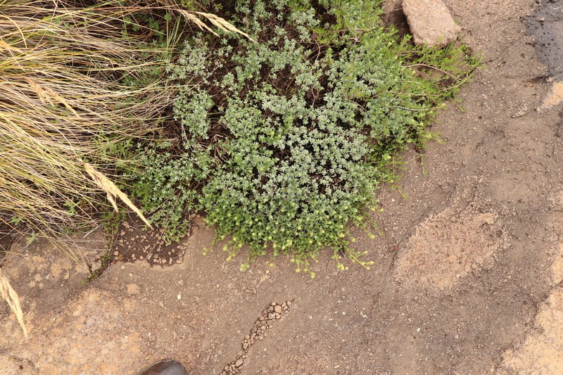 Senecio seminiveus photo 5
