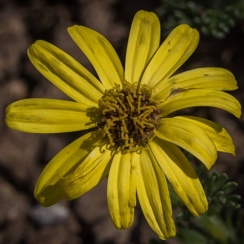 Senecio seminiveus photo 6