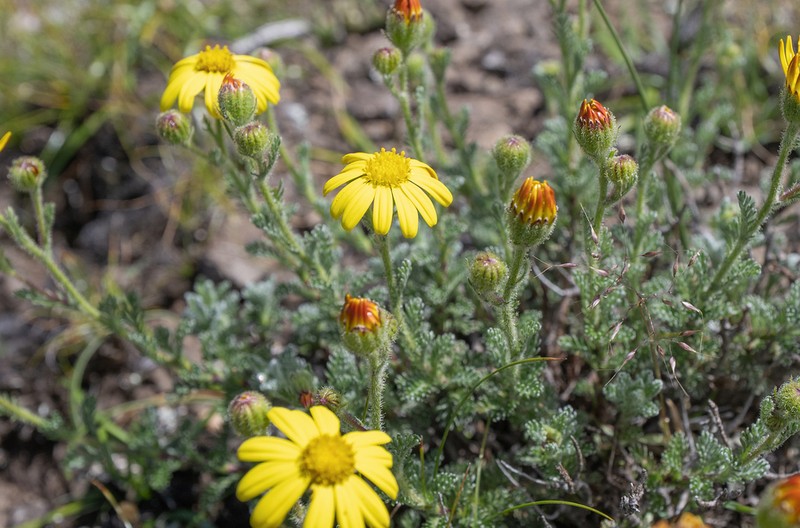 Senecio seminiveus photo 7