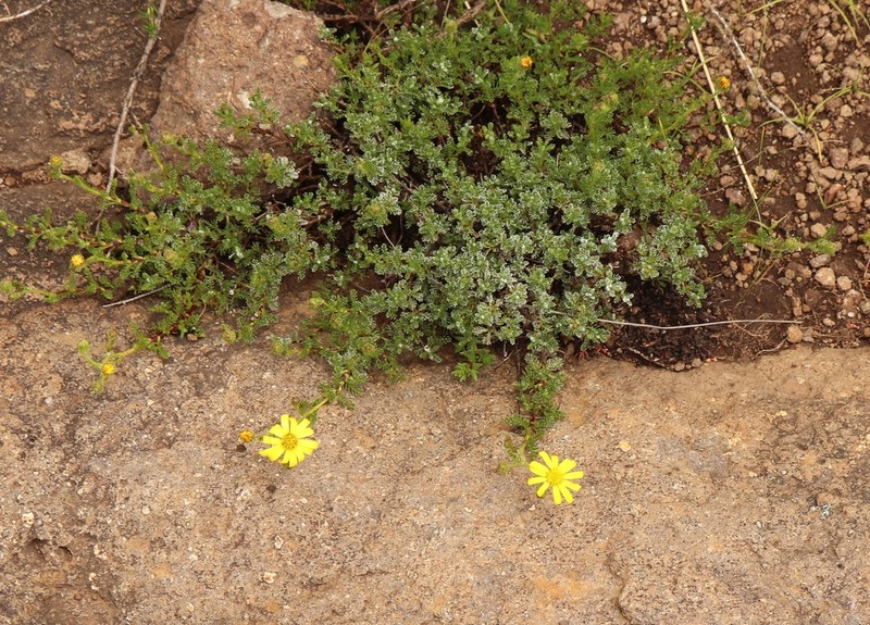 Senecio seminiveus photo 8