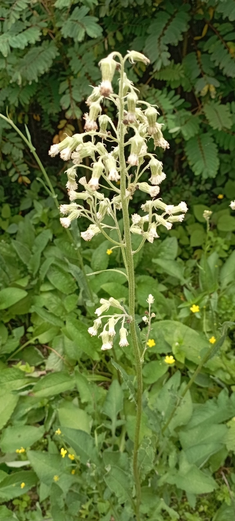 Senecio sennikovii