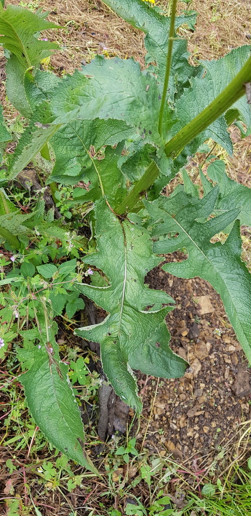 Senecio sennikovii photo 2