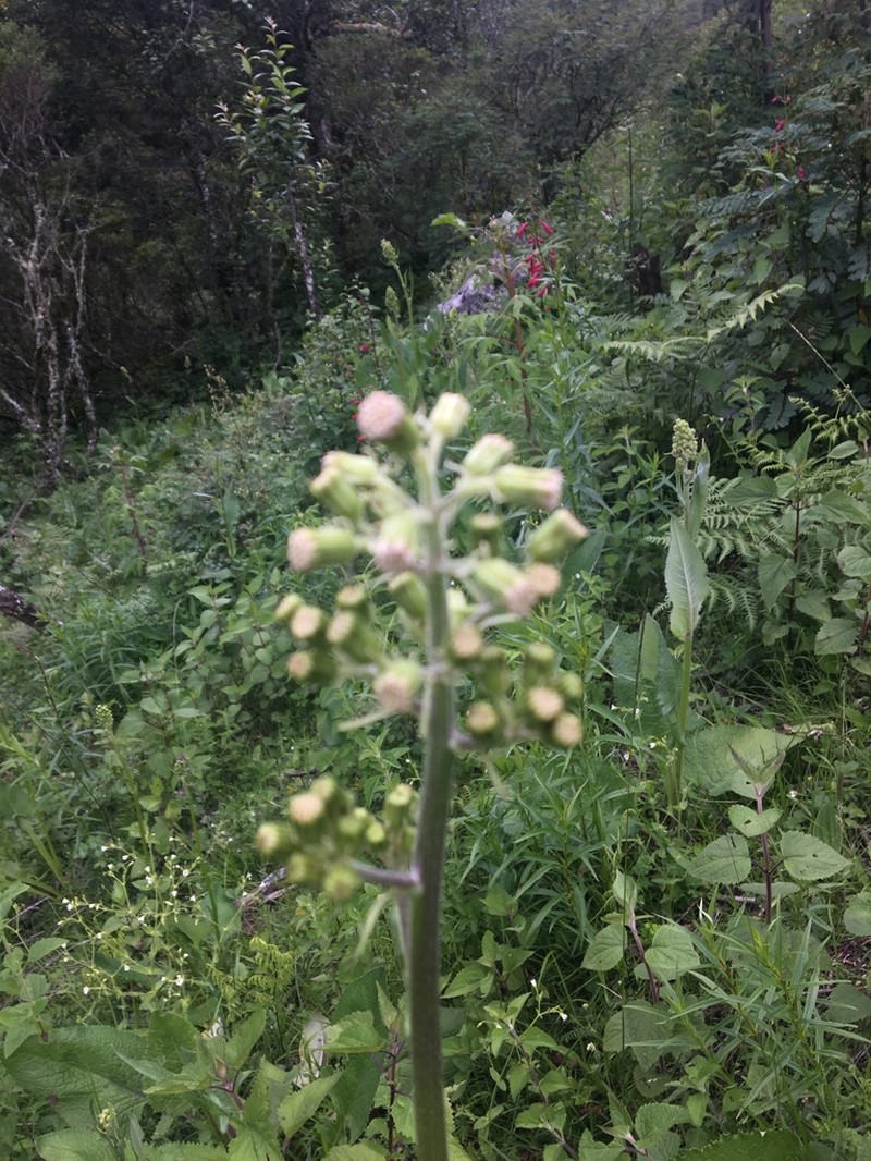 Senecio sennikovii photo 3