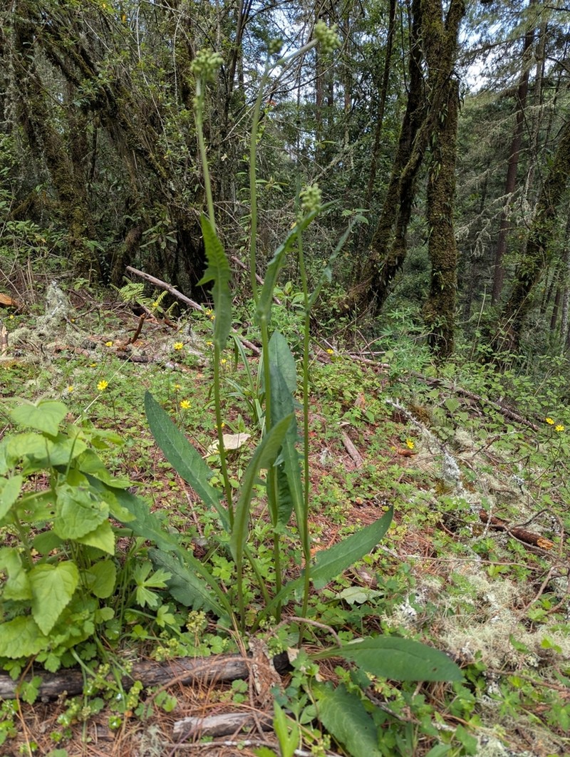 Senecio sennikovii photo 5