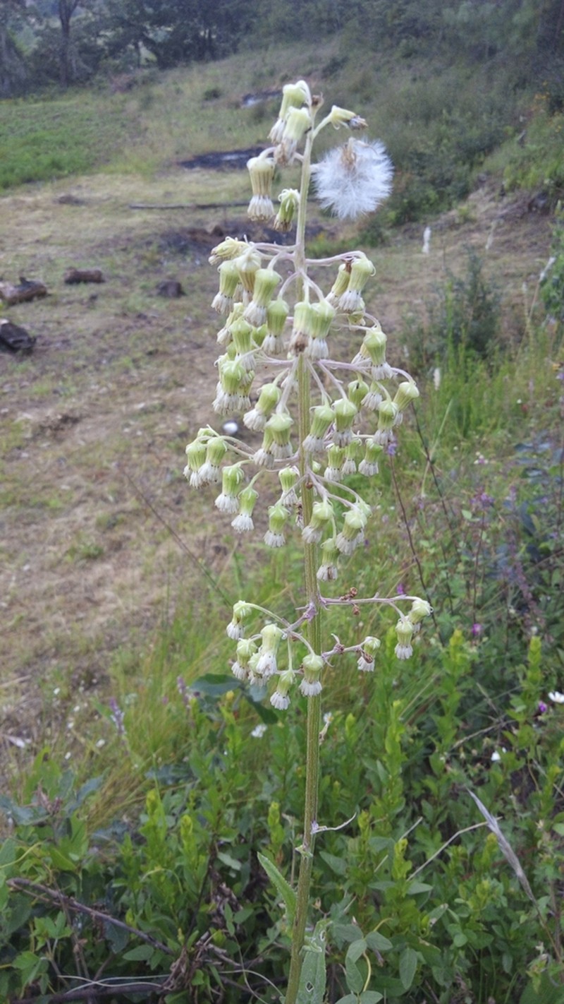 Senecio sennikovii photo 6