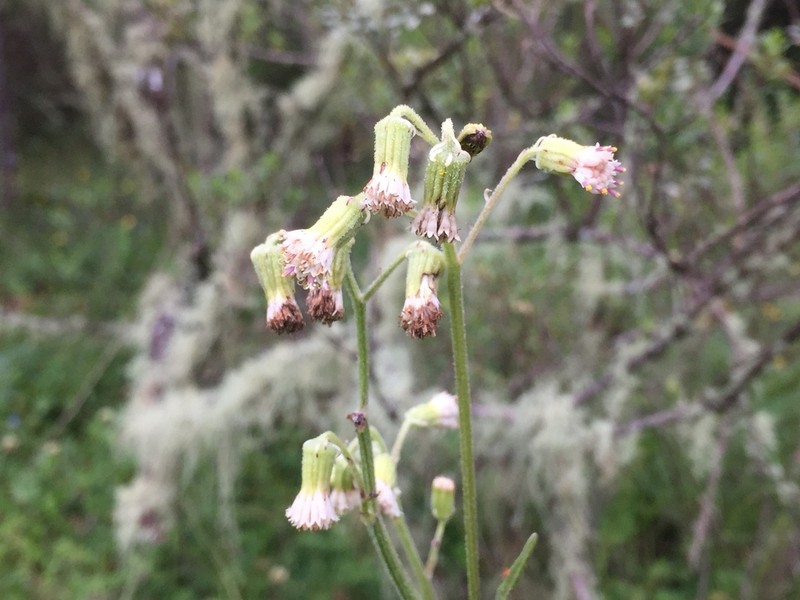 Senecio sennikovii photo 7