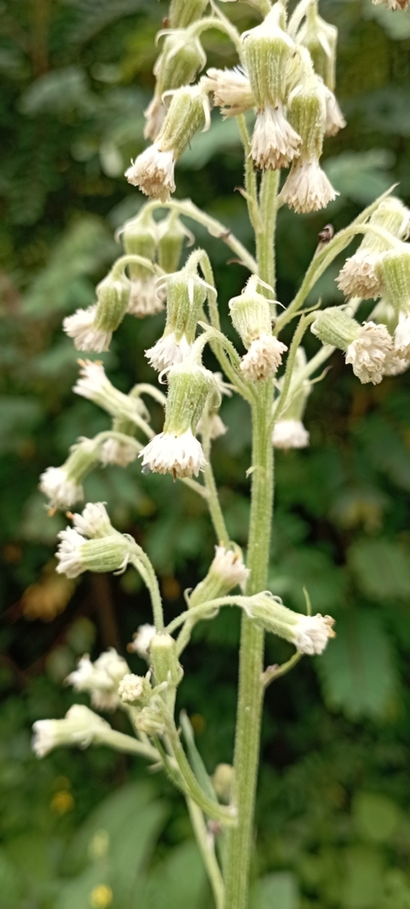 Senecio sennikovii photo 8