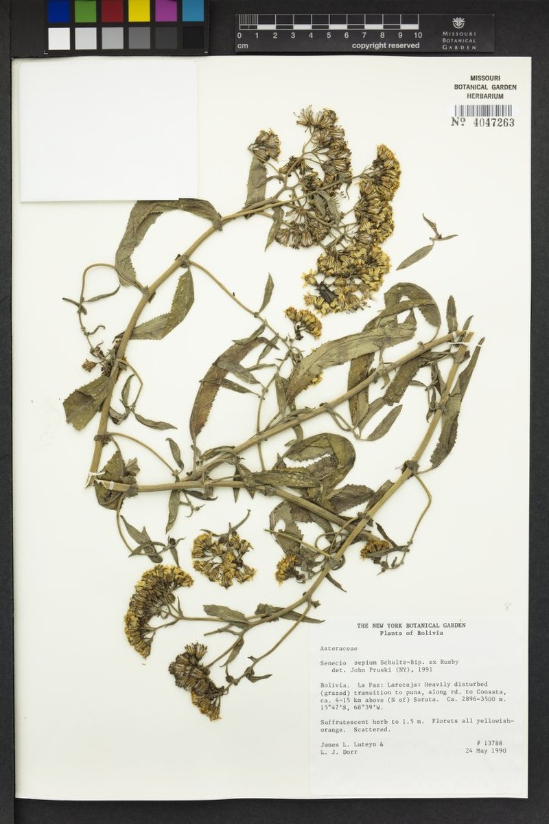 Senecio sepium