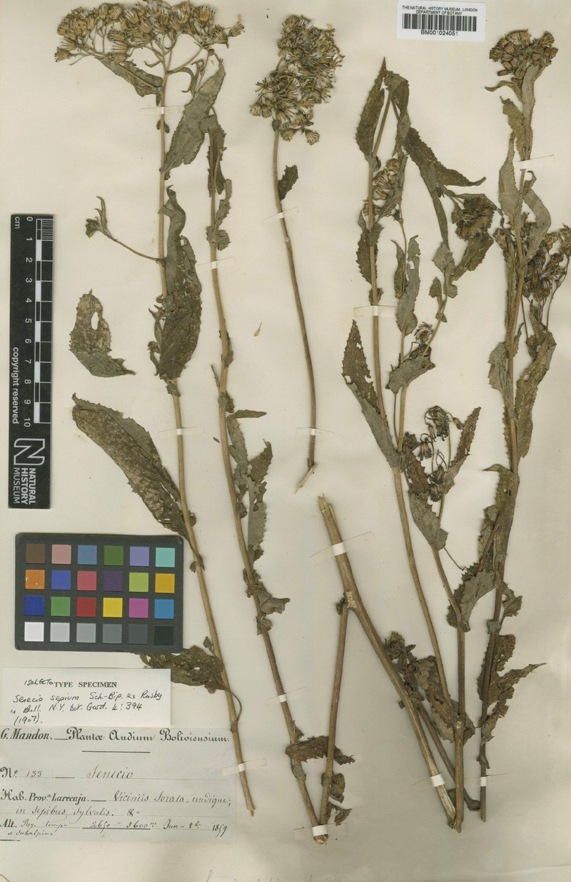 Senecio sepium photo 3