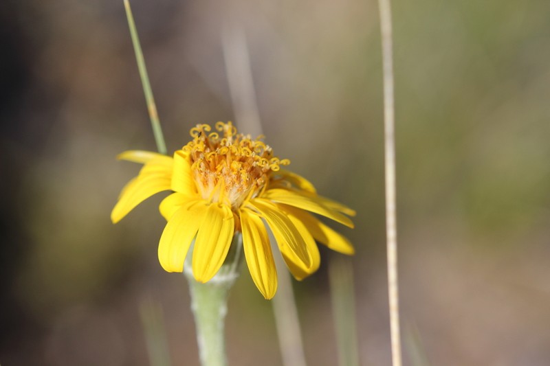 Senecio sericeonitens