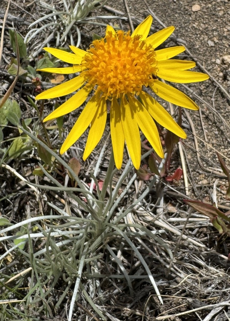 Senecio sericeonitens photo 2