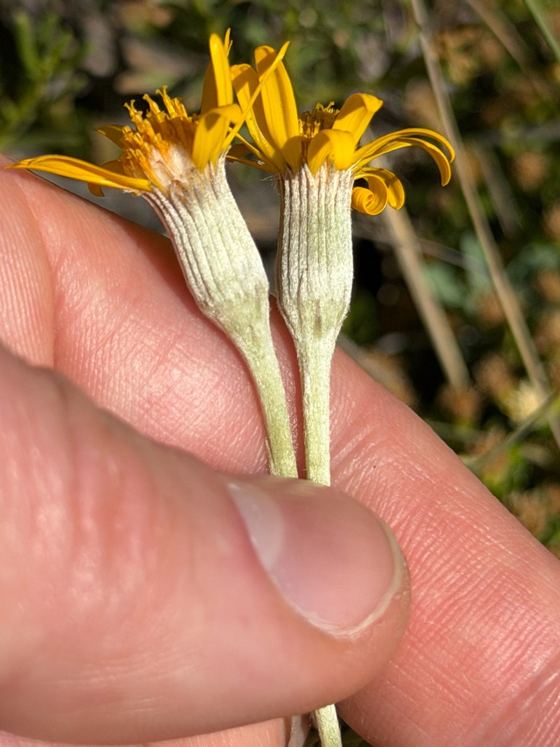Senecio sericeonitens photo 3