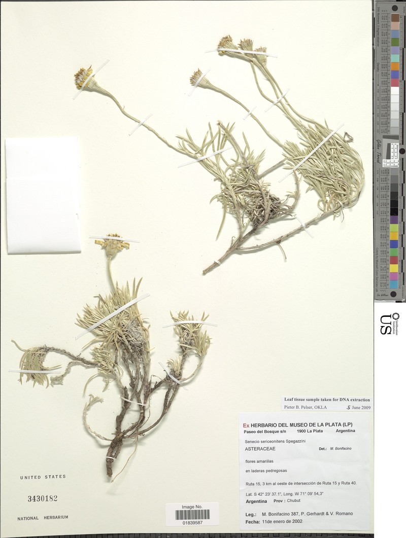 Senecio sericeonitens photo 4