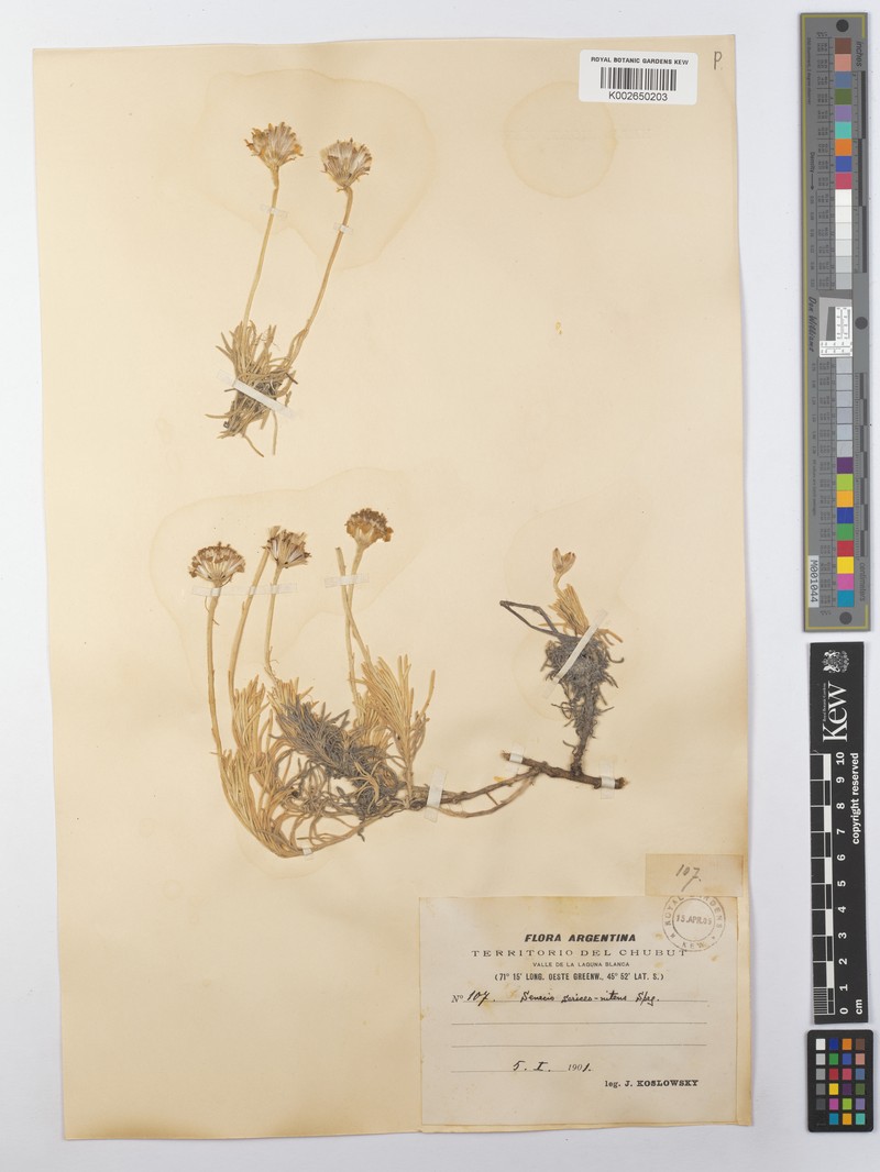 Senecio sericeonitens photo 5