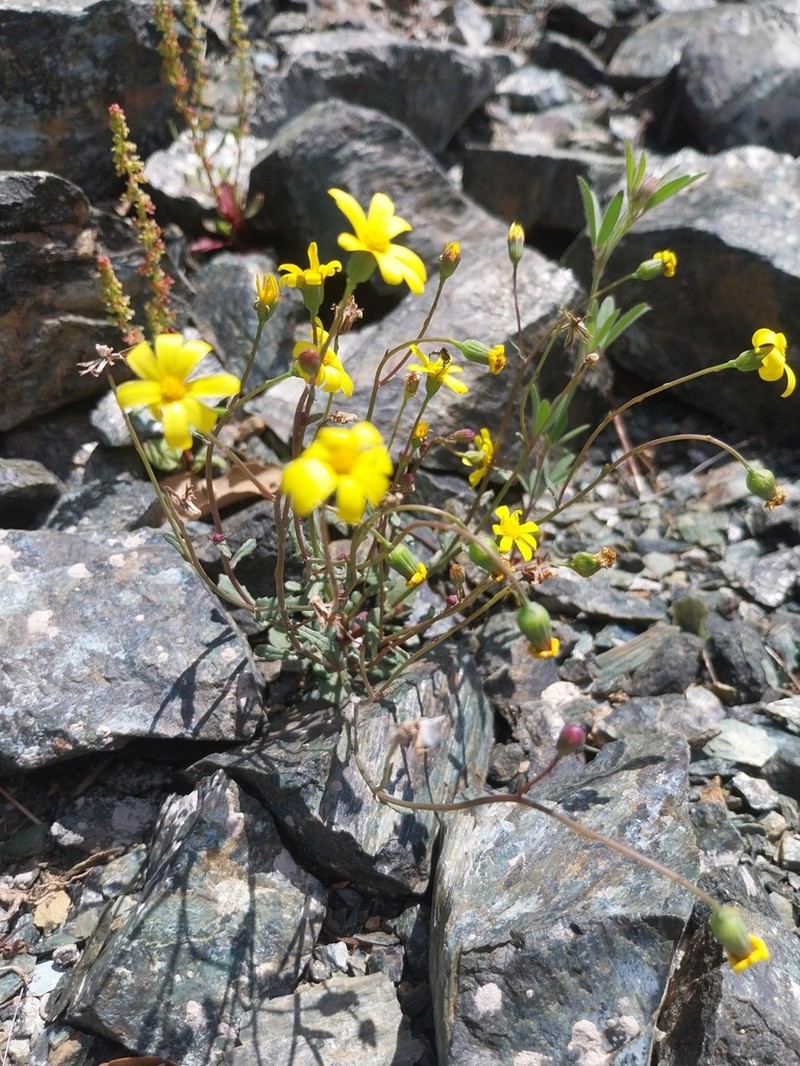 Senecio serpentinicola