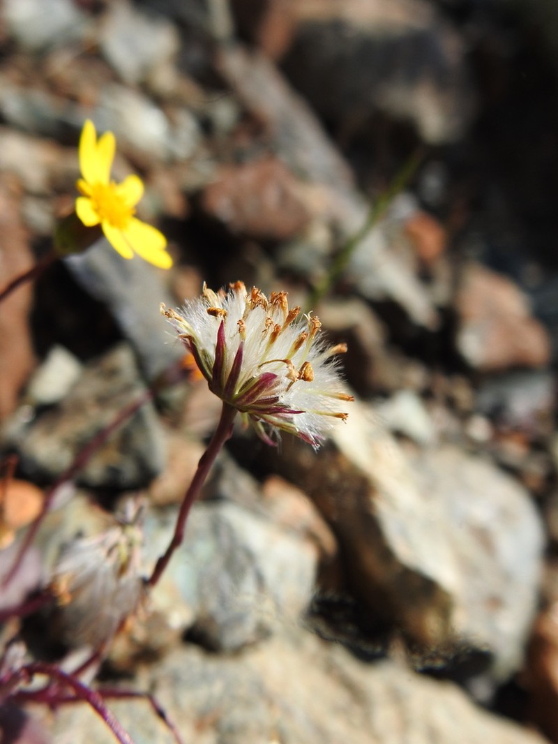 Senecio serpentinicola photo 2