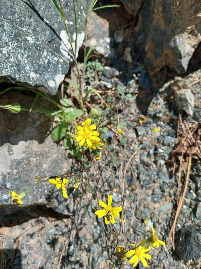 Senecio serpentinicola photo 3