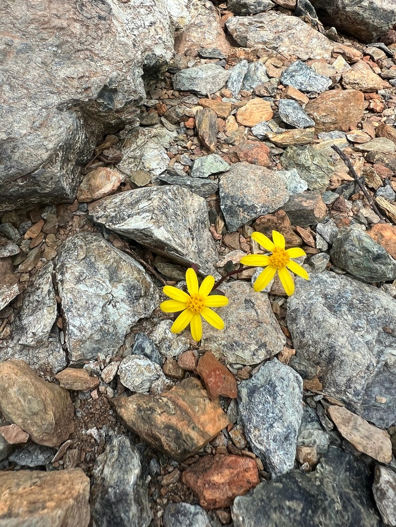 Senecio serpentinicola photo 4