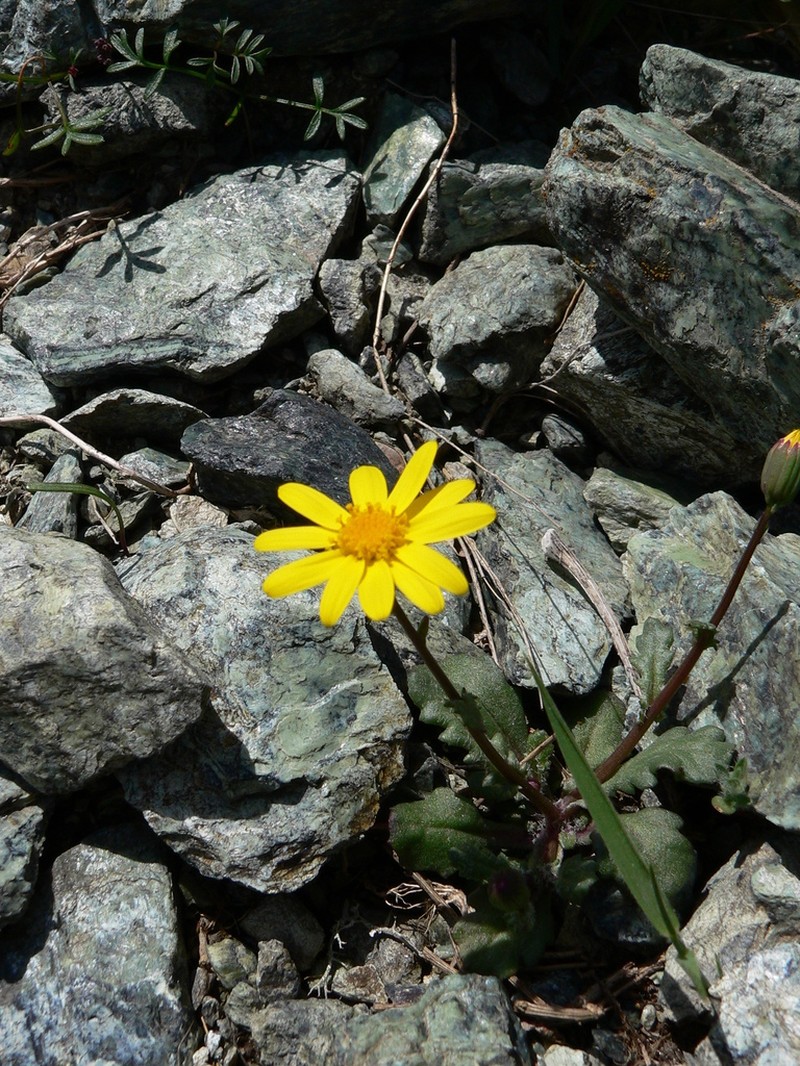 Senecio serpentinicola photo 5
