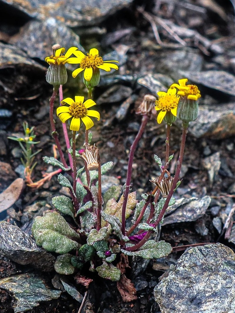 Senecio serpentinicola photo 6