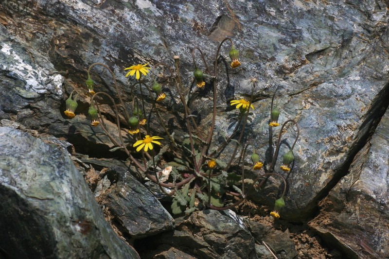 Senecio serpentinicola photo 7