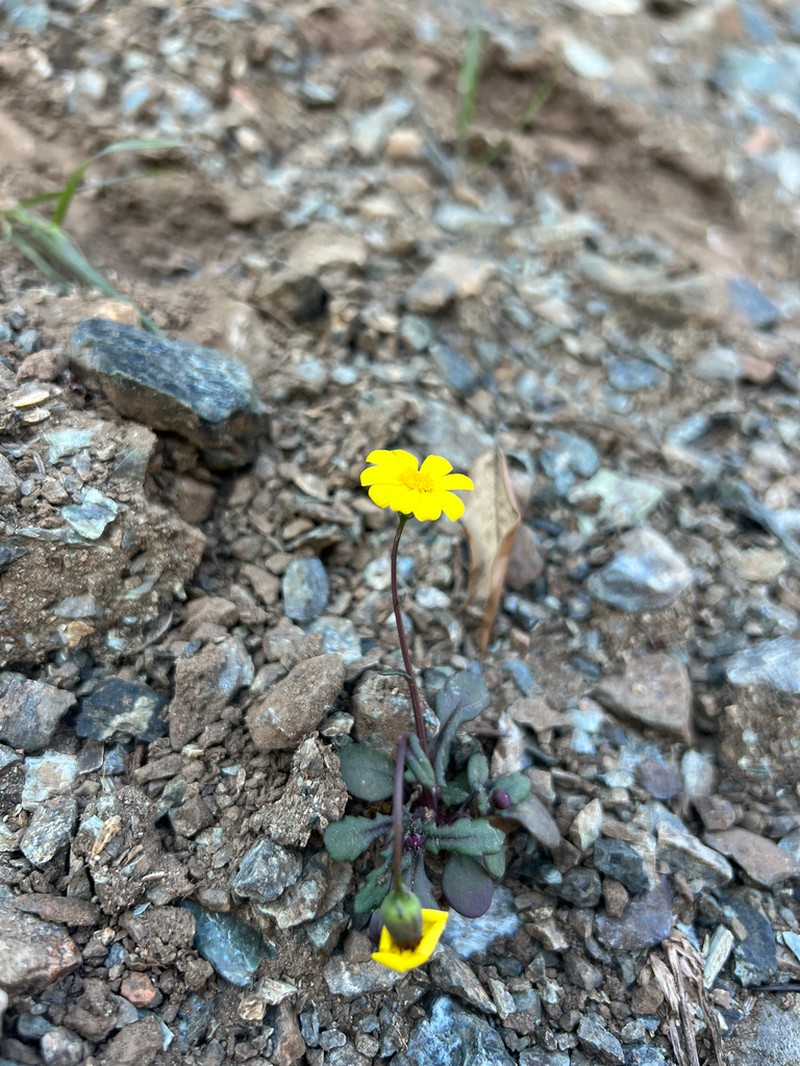 Senecio serpentinicola photo 8