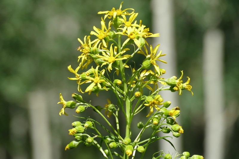 Tall Ragwort photo 2