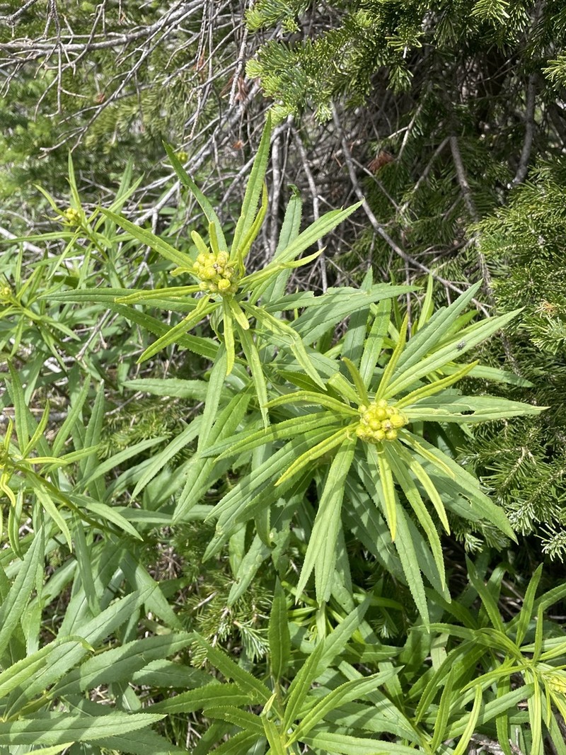 Tall Ragwort photo 3
