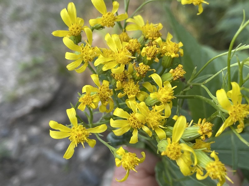 Tall Ragwort photo 4