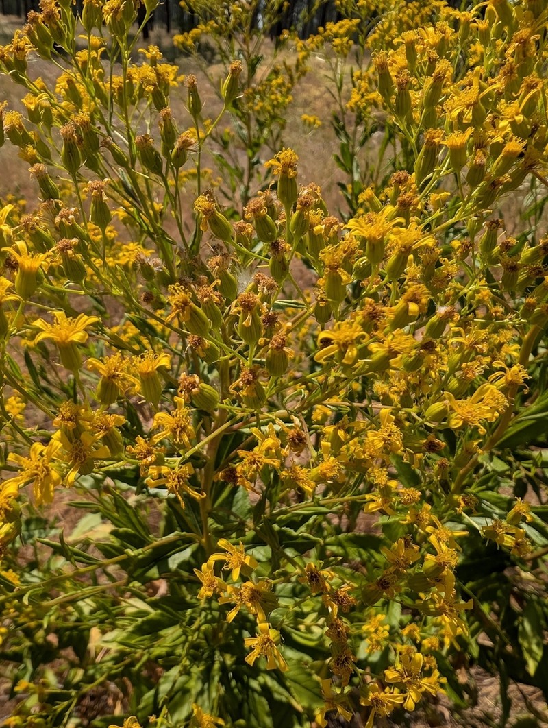 Tall Ragwort photo 6