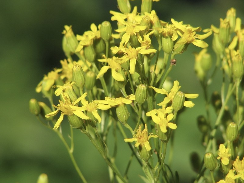 Tall Ragwort photo 7