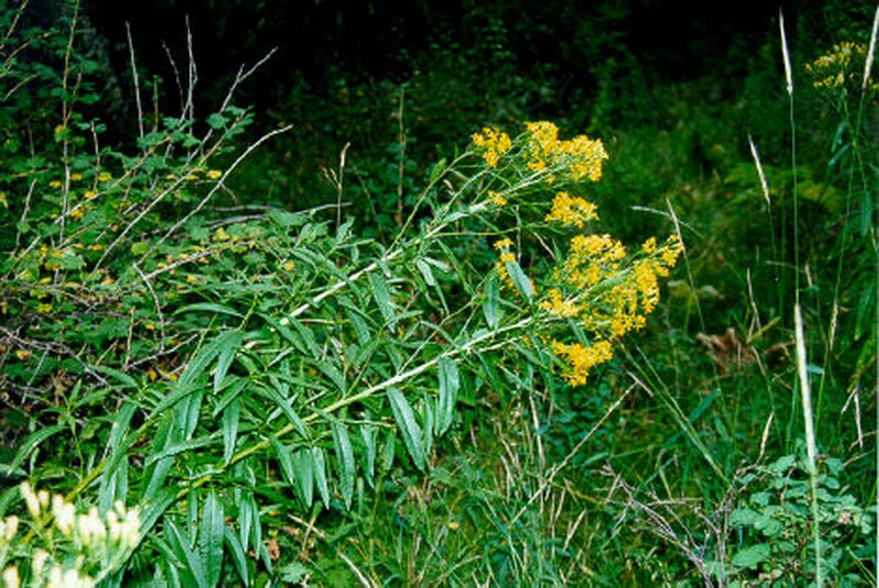 Tall Ragwort