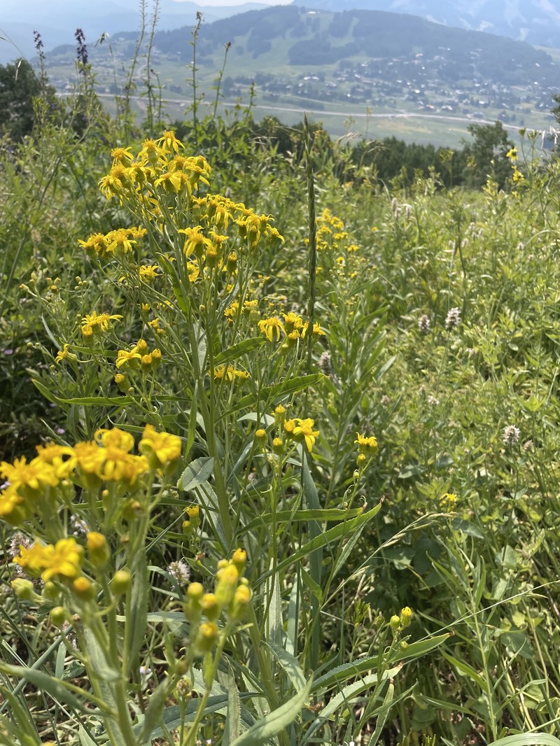 Senecio serra var. admirabilis