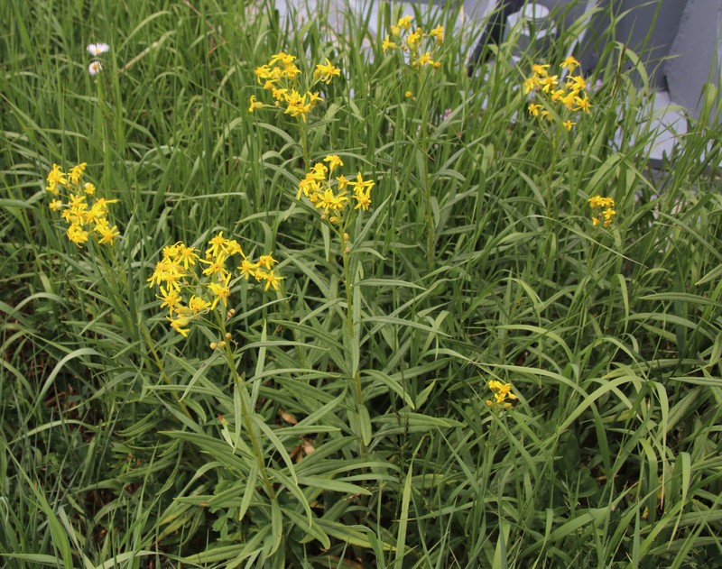Senecio serra var. admirabilis photo 2