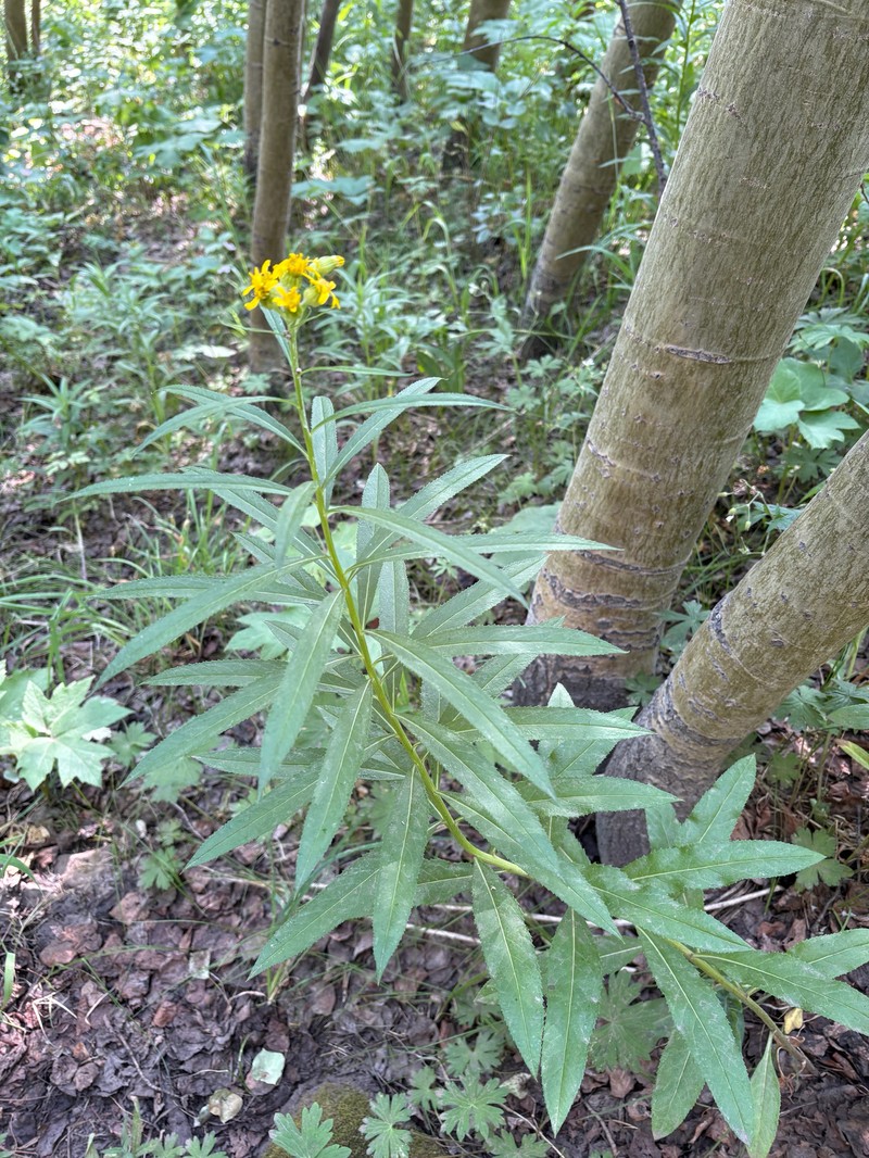 Senecio serra var. admirabilis photo 4