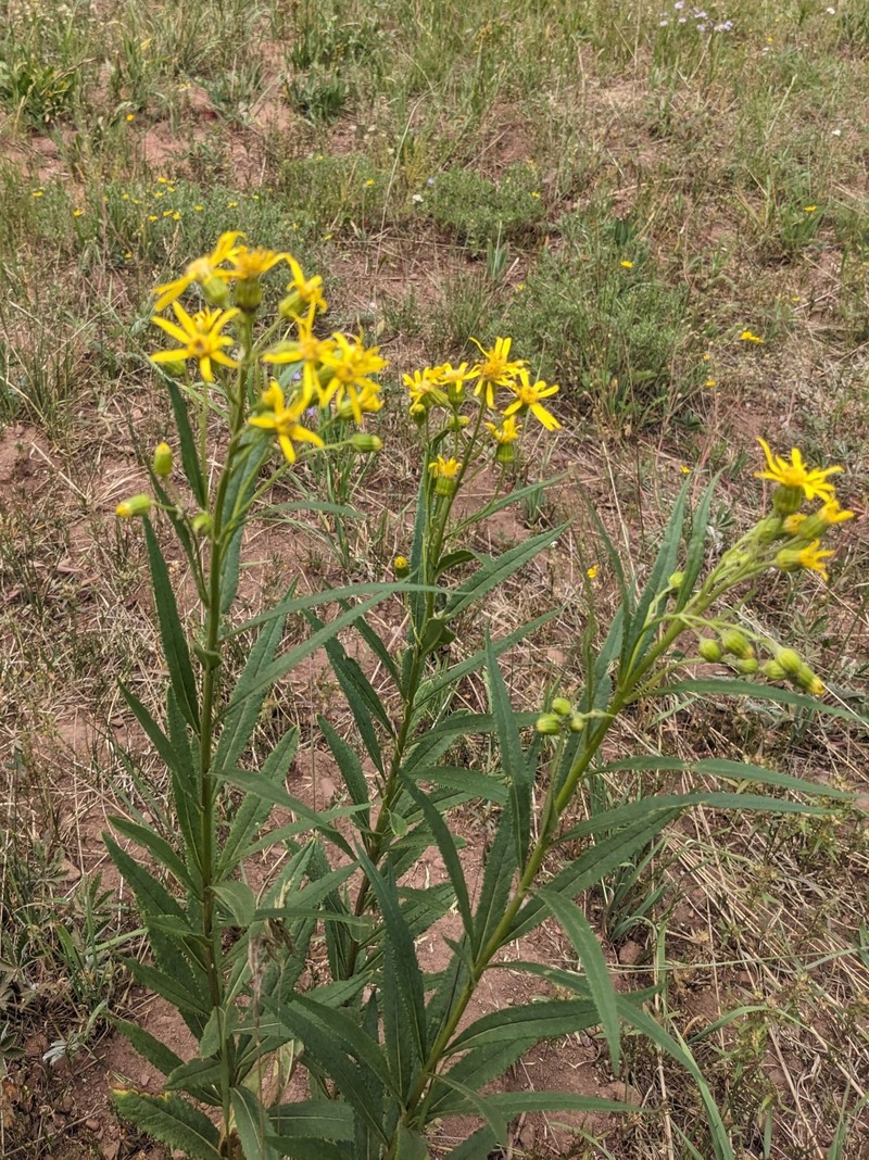 Senecio serra var. admirabilis photo 5