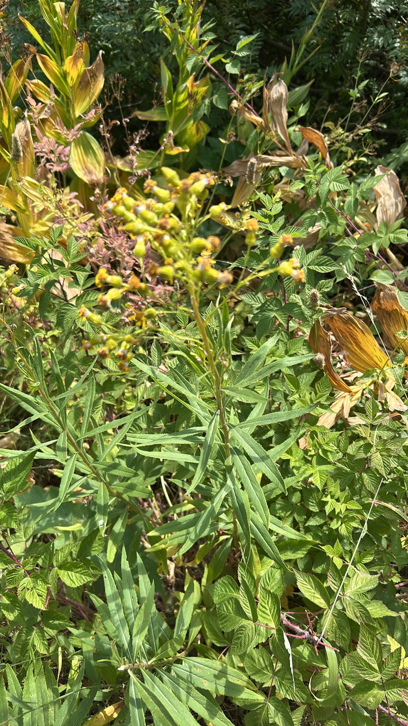 Senecio serra var. admirabilis photo 6