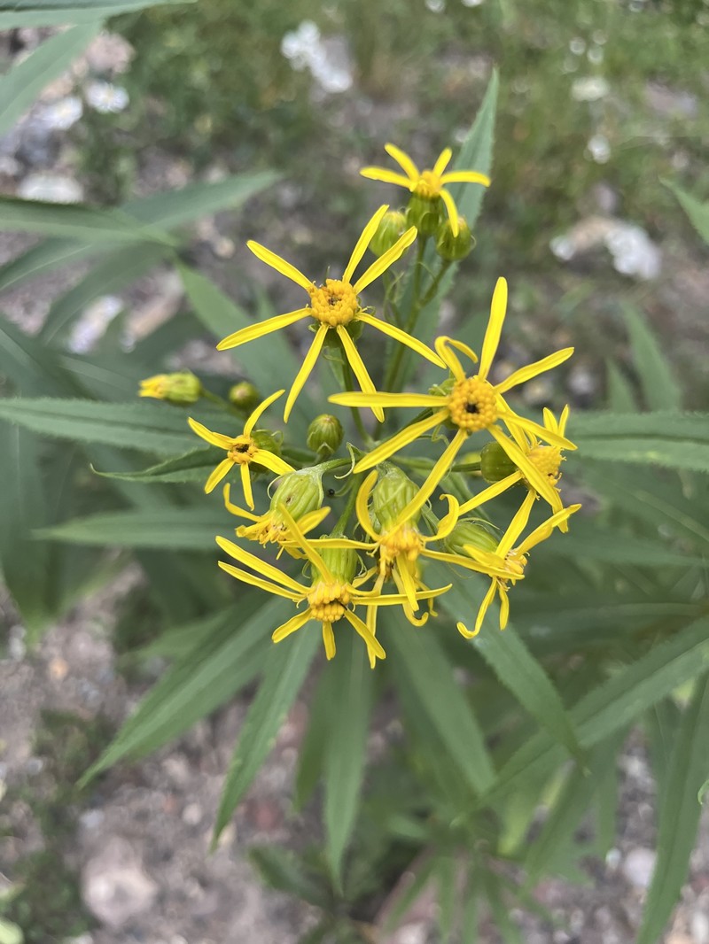 Senecio serra var. admirabilis photo 7