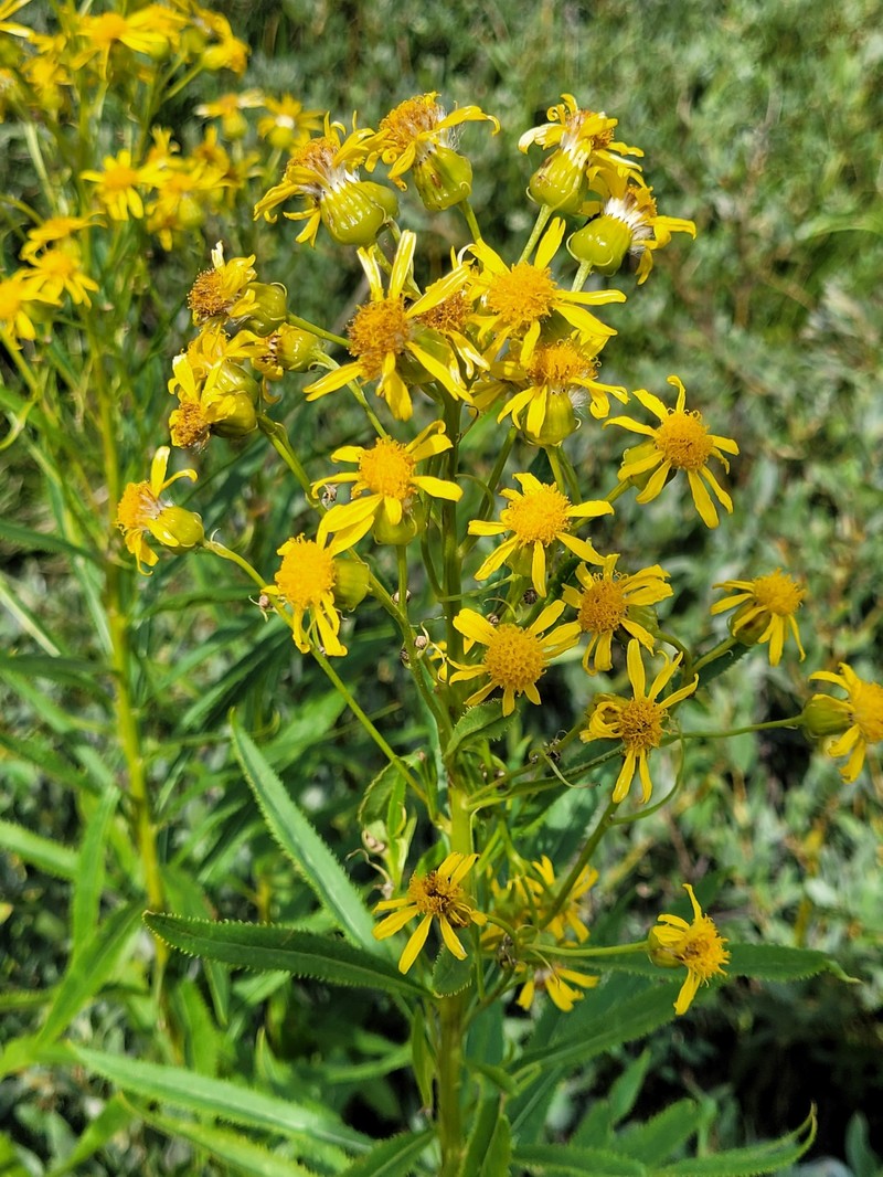 Senecio serra var. admirabilis photo 8