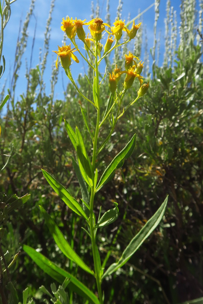 Senecio serra var. serra