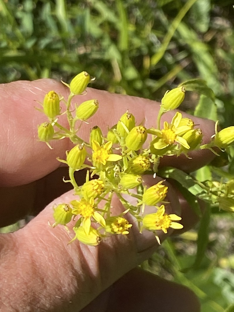 Senecio serra var. serra photo 2