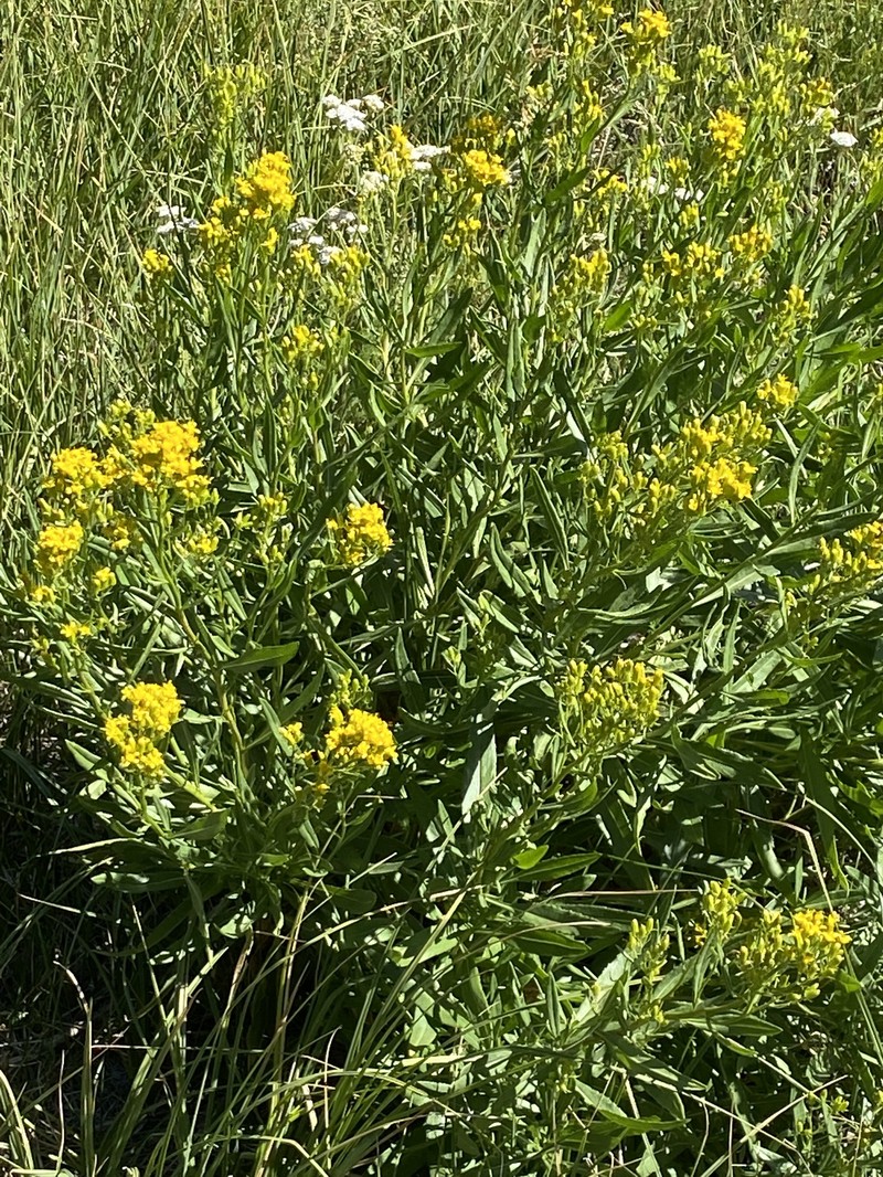 Senecio serra var. serra photo 3