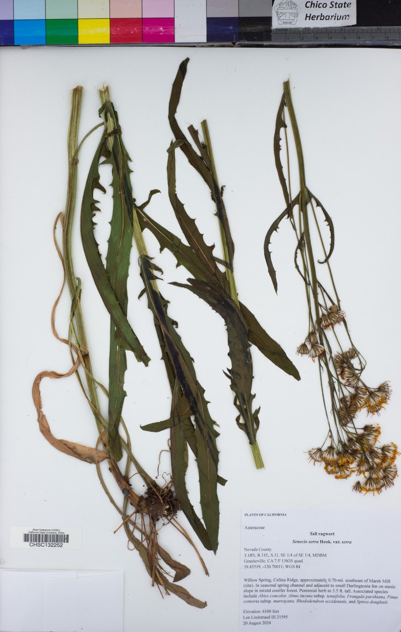 Senecio serra var. serra photo 4